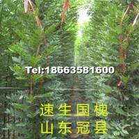 國槐