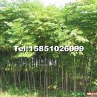 欒樹