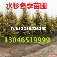 水杉