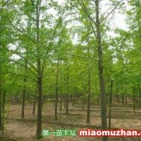 銀杏樹(shù)