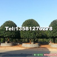 桂花樹(shù)