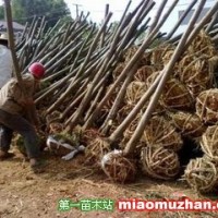欒樹