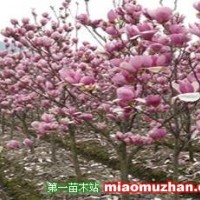 紅玉蘭