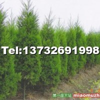 側柏