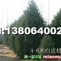 白皮松