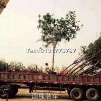 國槐