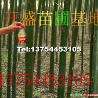 速生柳