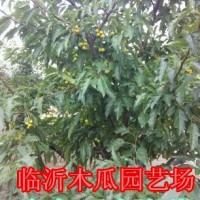 金色雨點海棠