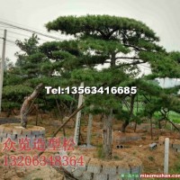 胸徑25公分造型油松供應