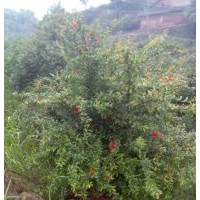 花石榴樹