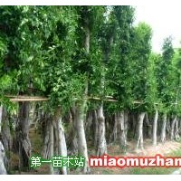小葉榕樹