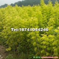 金葉復葉槭實生苗