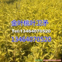金葉衛矛小苗