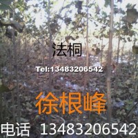 法桐