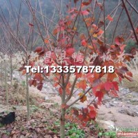 美國(guó)改良紅楓