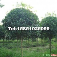 桂花樹