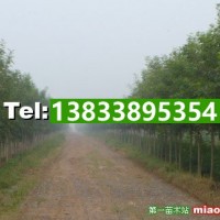 白蠟樹