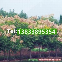 欒樹