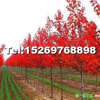 美國紅點紅楓