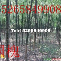 國槐