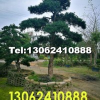 漳州造型羅漢松產地供應苗木價格