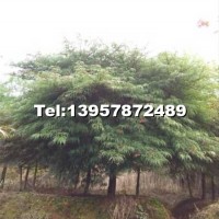 羽毛楓