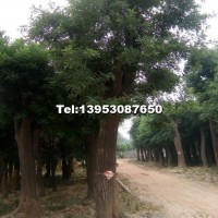國槐規格2cm--80公分