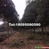 桂花樹