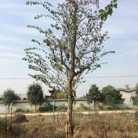 柘樹大樹