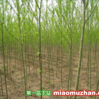 垂柳