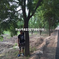 大國槐