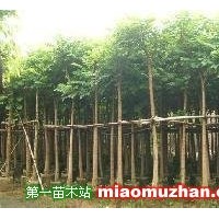 火焰木價格