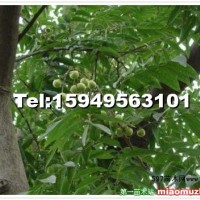 無患子樹
