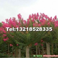 紫薇樹