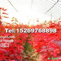 美國紅楓