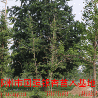 銀杏樹(shù)