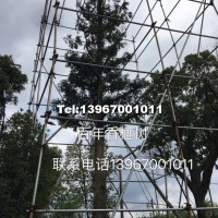 百年香榧樹