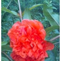 花石榴樹