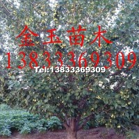 八棱海棠樹