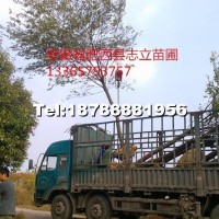 樸樹