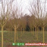 紫薇樹