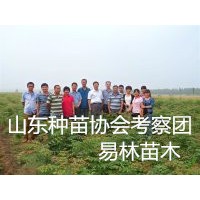 榆樹