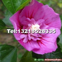 木槿
