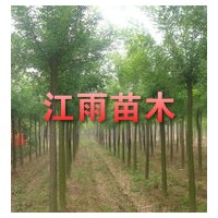 國槐
