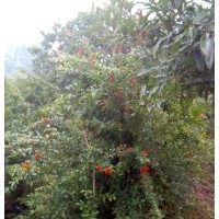 花石榴樹苗