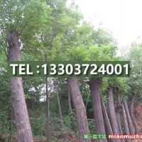 國槐