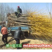 金枝國(guó)槐