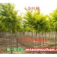 營養缽金葉榆