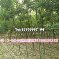 速生國槐