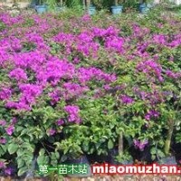 三角梅